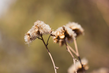 Dried flowers in the open air. Beautiful old dried fluffy flowers under the open sky.