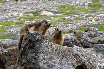 Marmottes de Cauterets