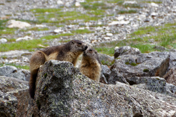 Marmottes de Cauterets