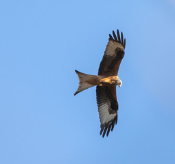 Red Kite
