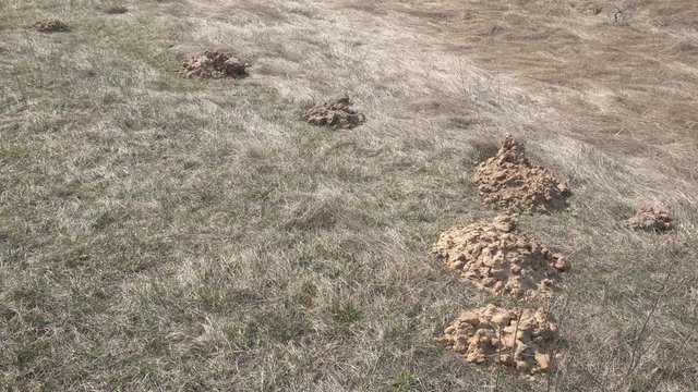 Moles burrow on a plot of land in the spring in the ground, background