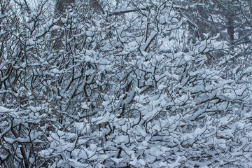 Beautiful snow textures on the branches of a lilac bush during a snow storm