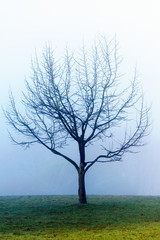 Alone tree in fog.