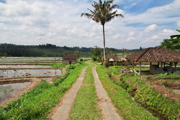 rice terraces, Bali, Indonesia