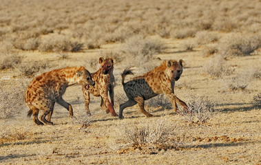 Obraz na płótnie Canvas Hyena Trio