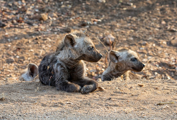 Spotted Hyena Pup