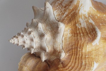 Obraz premium Shell of queen conch, also known as the Lobatus gigas or Strombus gigas, on the gray background. It's a species of large edible sea snail. Sea life, vacation and souvenir concept.