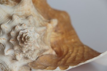 Shell of queen conch, also known as the Lobatus gigas or Strombus gigas, on the gray background. It's a species of large edible sea snail. Sea life, vacation and souvenir concept.