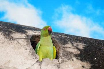 Green parrot closeup. Big bird in the nest on blue background