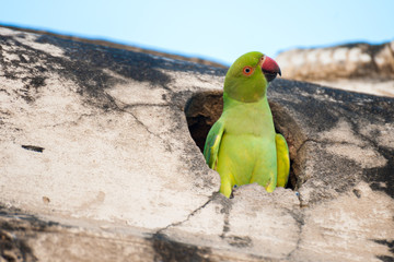 parrot on branch