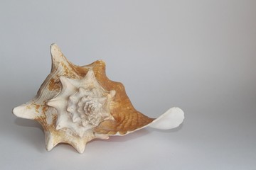 Shell of queen conch, also known as the Lobatus gigas or Strombus gigas, on the gray background. It's a species of large edible sea snail. Sea life, vacation and souvenir concept.