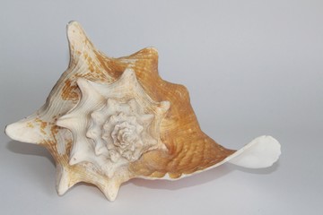 Shell of queen conch, also known as the Lobatus gigas or Strombus gigas, on the gray background. It's a species of large edible sea snail. Sea life, vacation and souvenir concept.
