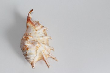 Shell of spider conch, also known as the Lambis lambis, on the gray background. This species is widespread in the Indo-West Pacific. Sea life, vacation and souvenir concept.