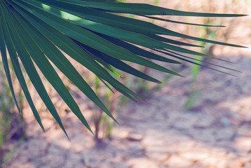 Palm trees against the blue sky. Summer concept background. 