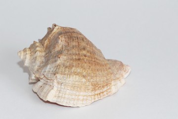 Shell of Rapana venosa, also known as the veined rapa whelk or Asian rapa whelk, on the gray background. Rapana is a species of large predatory sea snail. Sea life, vacation and souvenir concept.