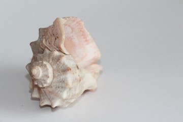 Shell of Rapana venosa, also known as the veined rapa whelk or Asian rapa whelk, on the gray background. Rapana is a species of large predatory sea snail. Sea life, vacation and souvenir concept.