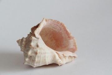 Shell of Rapana venosa, also known as the veined rapa whelk or Asian rapa whelk, on the gray background. Rapana is a species of large predatory sea snail. Sea life, vacation and souvenir concept.