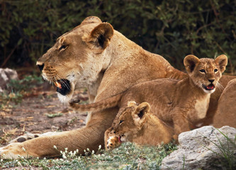 Lioness and Cubs
