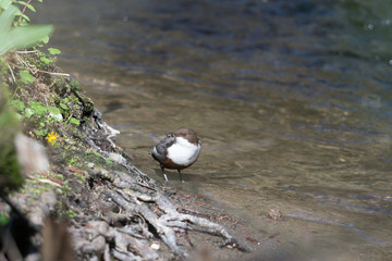 Wasseramsel