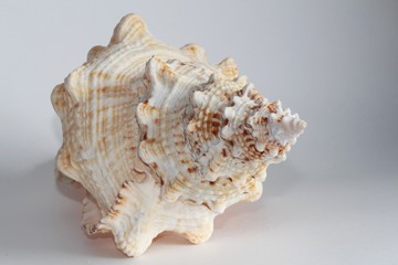 Shell of Tutufa bubo, also known as the giant frog snail or giant frog shell, on the gray background. Tutufa bubo is a species of extremely large sea snail. Sea life, vacation and souvenir concept.
