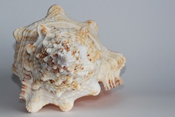 Shell of Tutufa bubo, also known as the giant frog snail or giant frog shell, on the gray background. Tutufa bubo is a species of extremely large sea snail. Sea life, vacation and souvenir concept.