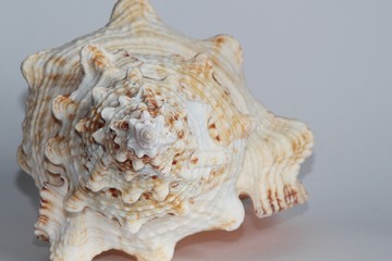 Shell of Tutufa bubo, also known as the giant frog snail or giant frog shell, on the gray background. Tutufa bubo is a species of extremely large sea snail. Sea life, vacation and souvenir concept.
