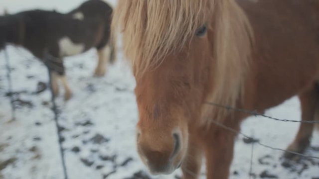 Close up from Icelandic horses