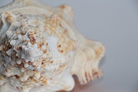 รูปภาพBursidae เลือกดูภาพถ่ายสต็อก เวกเตอร์ และวิดีโอ103 Adobe Stock