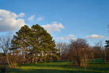 Fototapeta na wymiar Image of pine trees in the spring park.