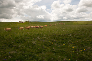 Transhumance des troupeaux sur l'Aubrac