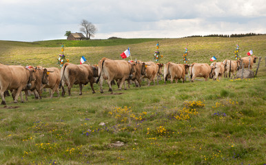 Transhumance des troupeaux sur l'Aubrac