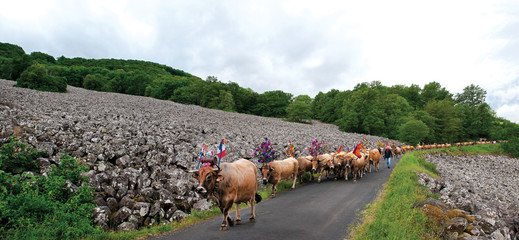 Transhumance des troupeaux sur l'Aubrac