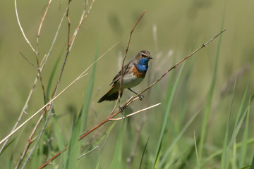 Blaukehlchen