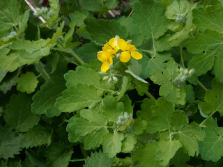 Chelidonium majus - La Grande Chélidoine aux feuilles caulinaires et aux fleurs jaune vif qui appelle le printemps © Marc