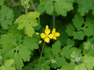 Chelidonium majus - La Grande Ch&eacute;lidoine aux feuilles caulinaires et aux fleurs jaune vif qui appelle le printemps