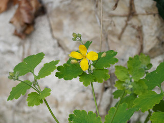 Chelidonium majus - La Grande Chélidoine aux feuilles caulinaires et aux fleurs jaune vif qui appelle le printemps © Marc