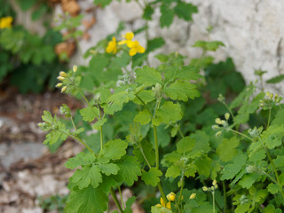 Chelidonium majus - La Grande Chélidoine aux feuilles caulinaires et aux fleurs jaune vif qui appelle le printemps