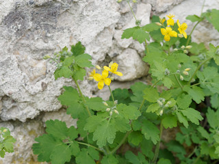 Chelidonium majus - La Grande Chélidoine aux feuilles caulinaires et aux fleurs jaune vif qui appelle le printemps © Marc