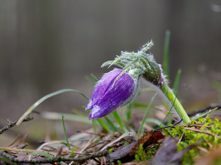 snowdrops purple Chamber of unfolded. beautiful in the forest