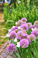 Agapanthus purple flower with many white butterflies and blurred background. Pieris Brassicae