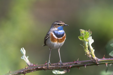 Blaukehlchen im Brombeerbusch
