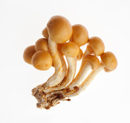 なめこ © ykokamoto