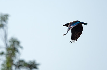 Close up Indian Roller Bird is Flying in the Air Isolated on Sky