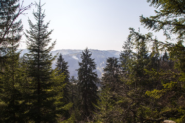 Beautiful landscape in forest Carpathian mountains