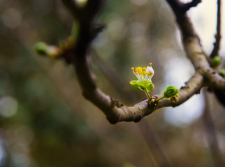 miracle of nature background