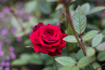 Red Rose in Hong Kong Flower Show 2019