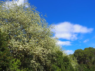 Obraz premium Primavera en la montaña