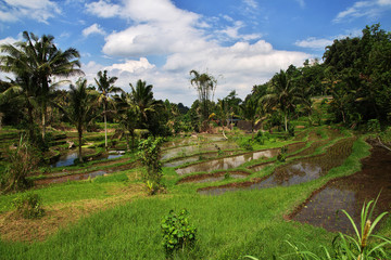 Fototapeta na wymiar rice terraces, Indonesia