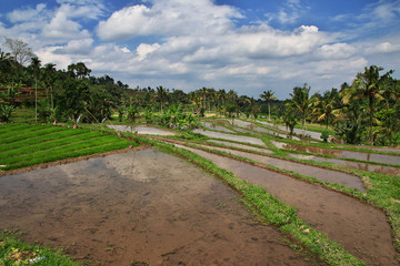rice terraces, Indonesia