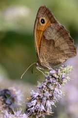 Obraz premium Butterfly